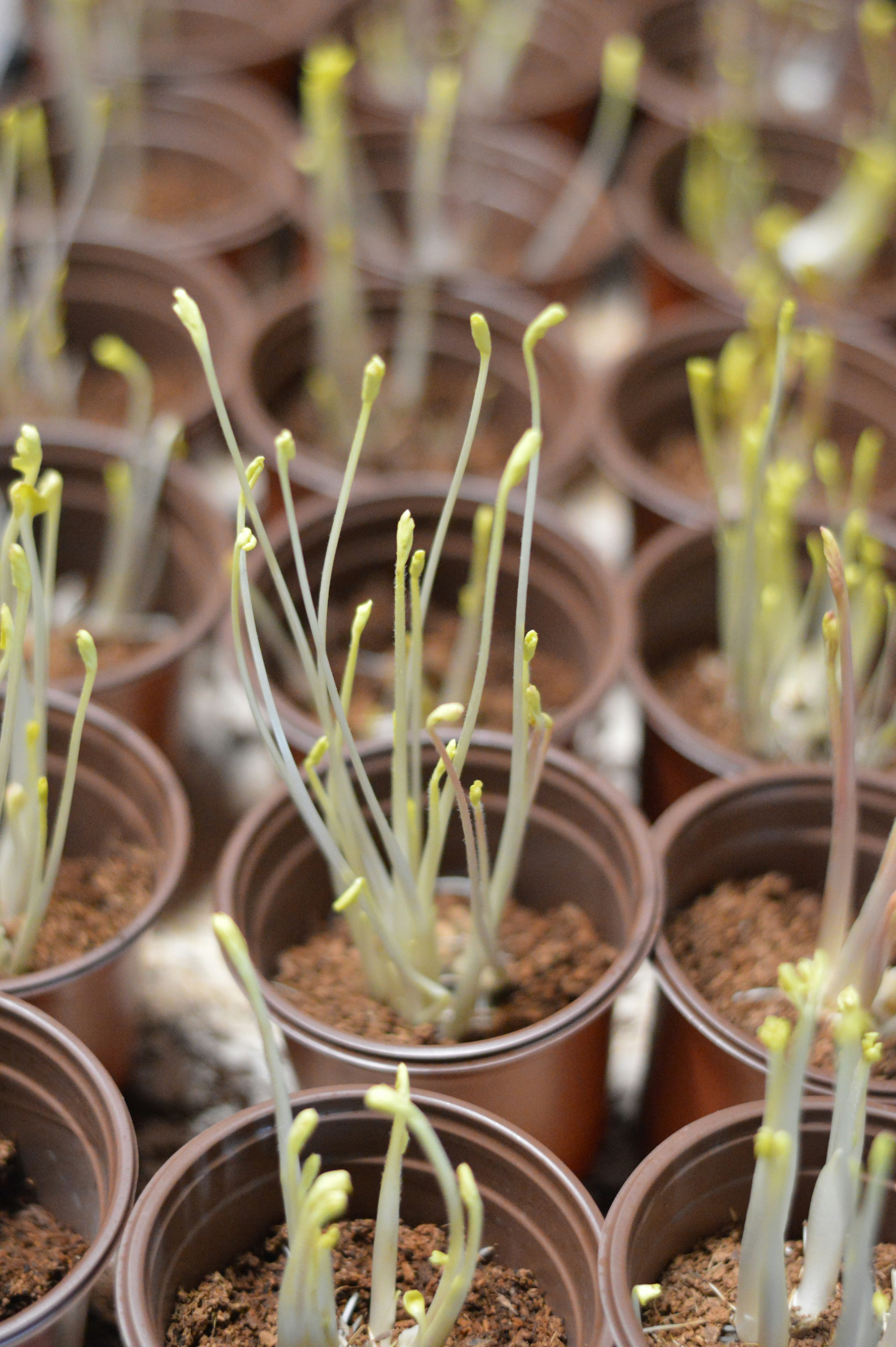 Seedlings