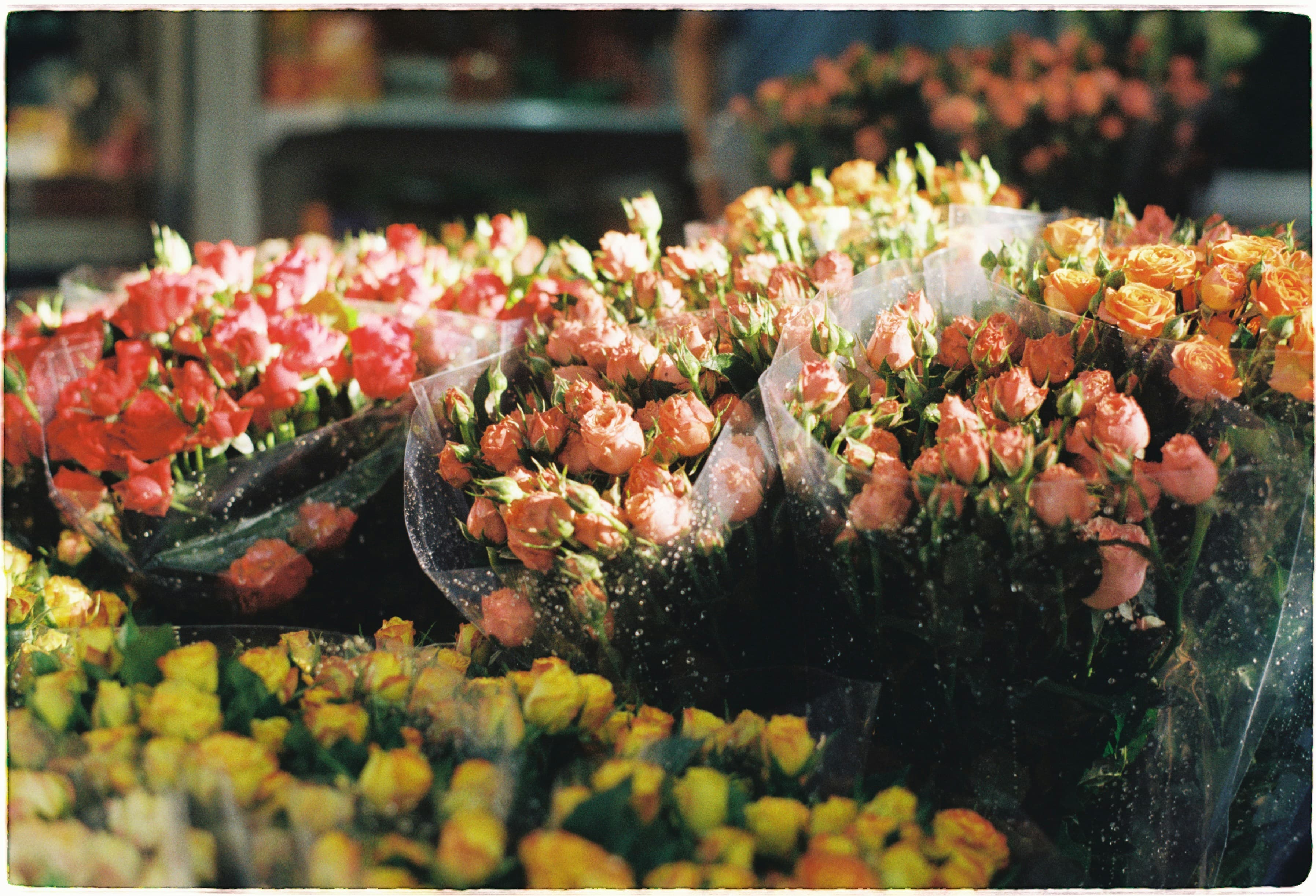 Flower field background